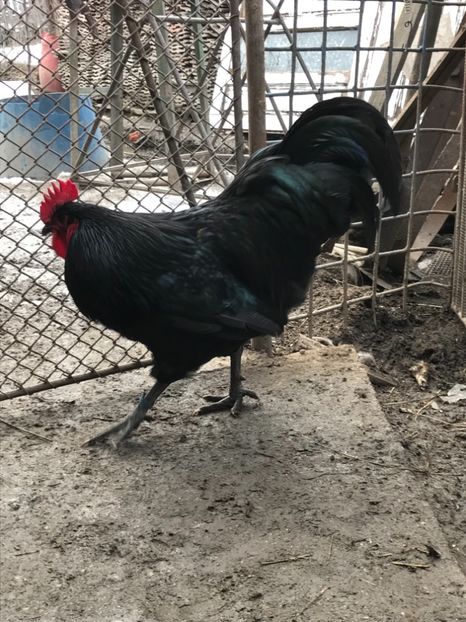 1C56DEAB-8433-4ADD-84B9-15218CFF8335 - Australorp 2019
