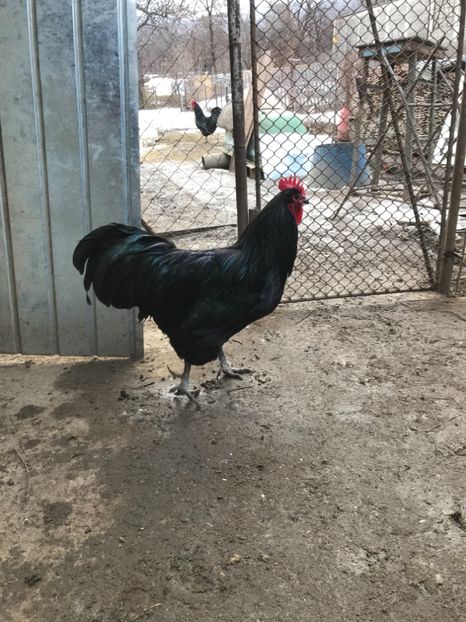 E4052AEA-2FF3-43A6-9F0D-D2D1179B2AB2 - Australorp 2019