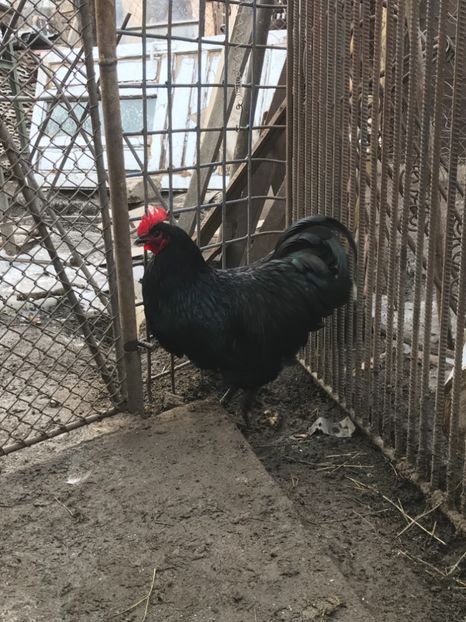 41AC6240-8DB3-485B-B257-C5E90BA3926E - Australorp 2019