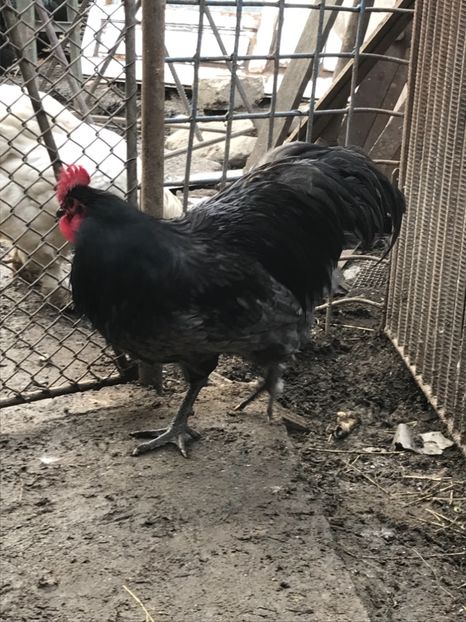 1EBDAC90-FF7C-4E22-AF24-77E4545376C1 - Australorp 2019