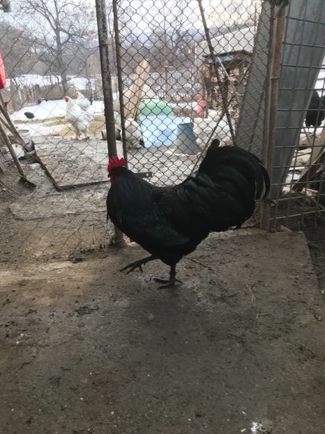 C262C9DA-33C9-4FD4-85FF-EA4ACA8E45F8 - Australorp 2019