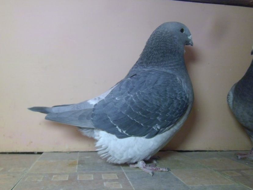 P1130781 - GUTI