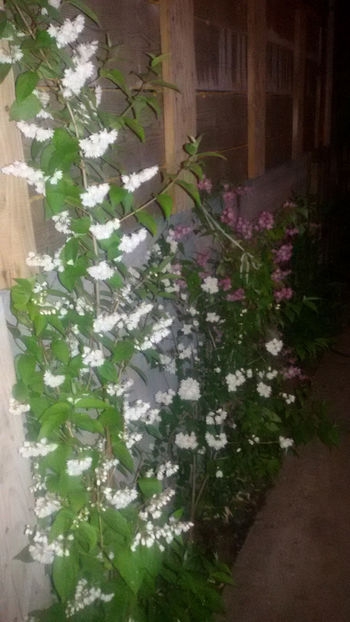  - Plante din gradina mea