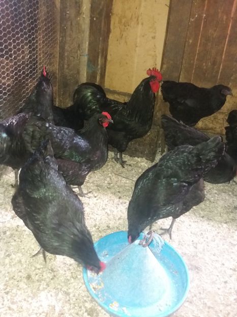  - Australorp