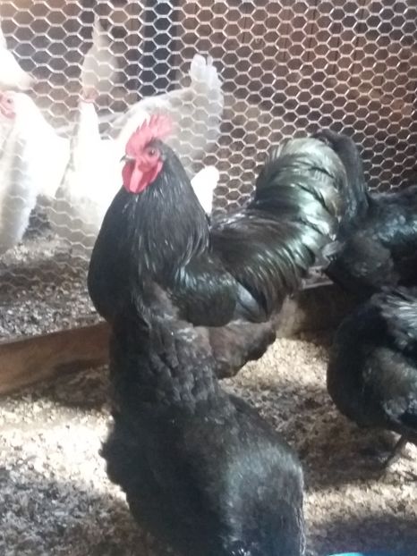  - Australorp