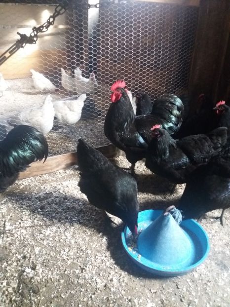  - Australorp