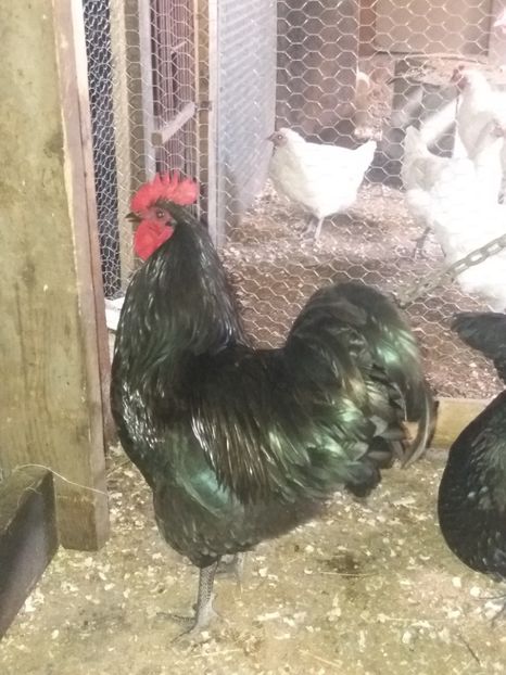  - Australorp