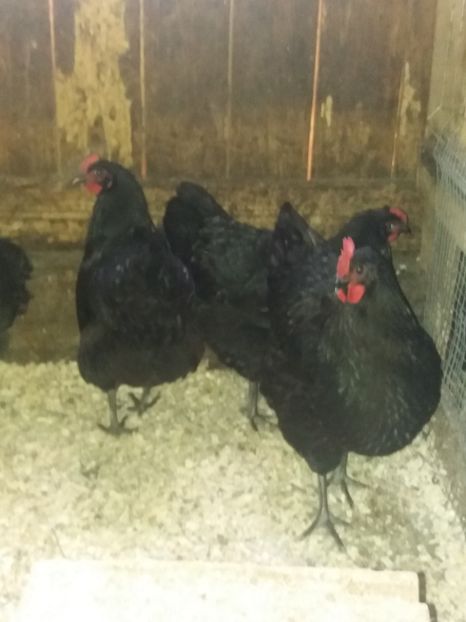  - Australorp