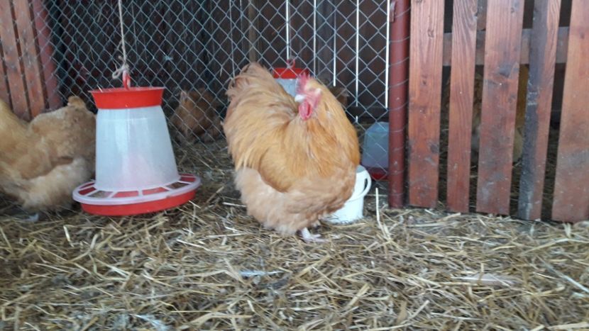  - G ORPINGTON GALBEN