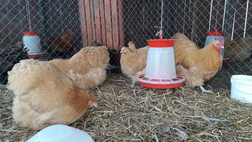  - G ORPINGTON GALBEN