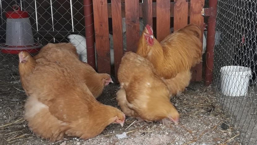 Screenshot_20190105-165617_Gallery - G ORPINGTON GALBEN