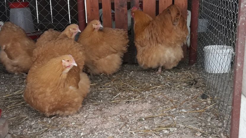 Screenshot_20190105-165645_Gallery - G ORPINGTON GALBEN