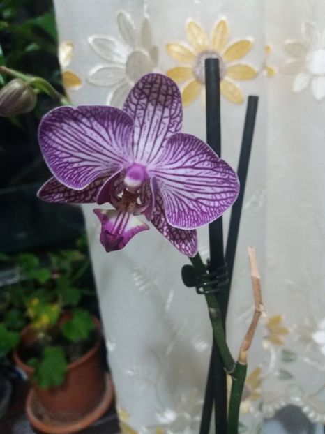 v - Orhidee