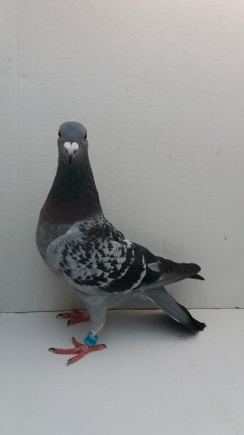 F 2011 vanduta - De! voiajori vanduti