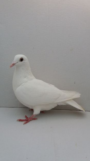 F 2018 vanduta - De! voiajori vanduti