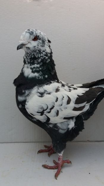 M 2018 vandut - De vanzare kingi