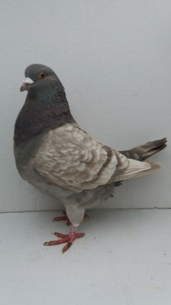 F 2018 vanduta - De vanzare kingi