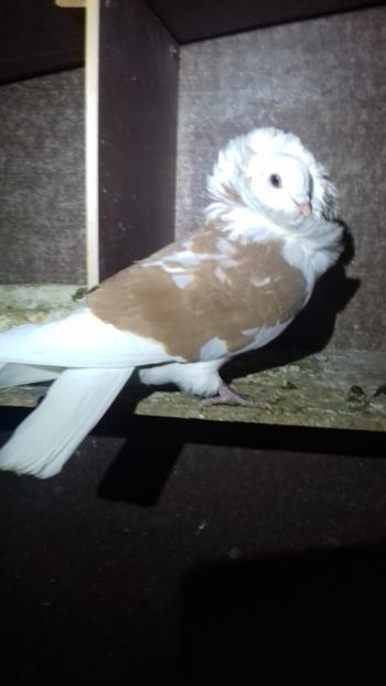 F 2019 - Por capucini