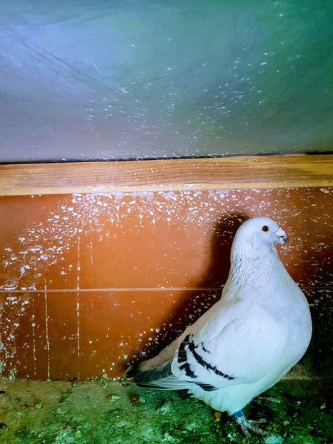 20181219_143910-EFFECTS - Porumbei standard