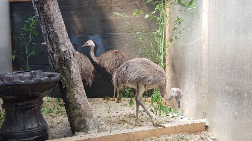 - STRUTI NANDU RHEA AMERICANI