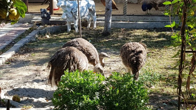  - STRUTI NANDU RHEA AMERICANI
