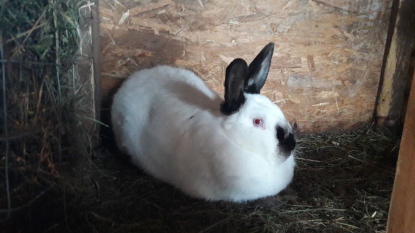  - d californieni 2019