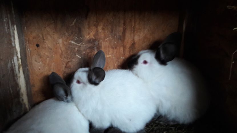  - d californieni 2019