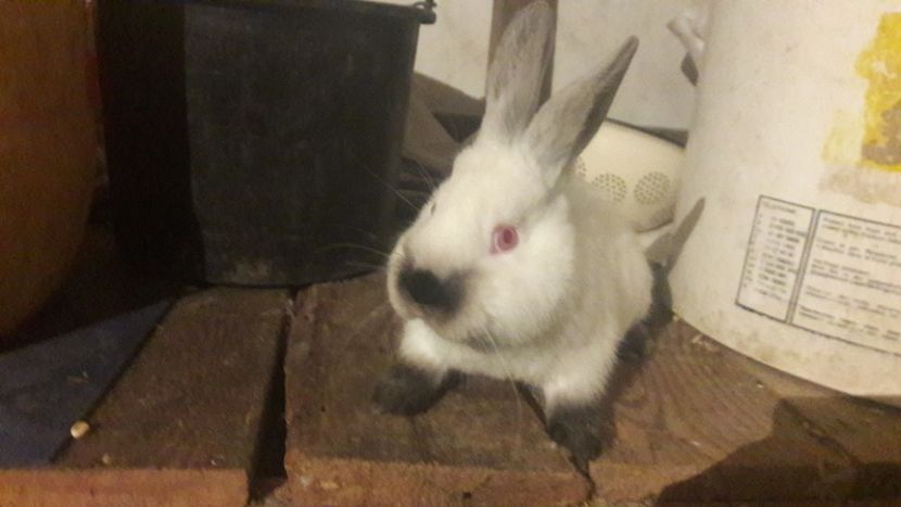  - d californieni 2019