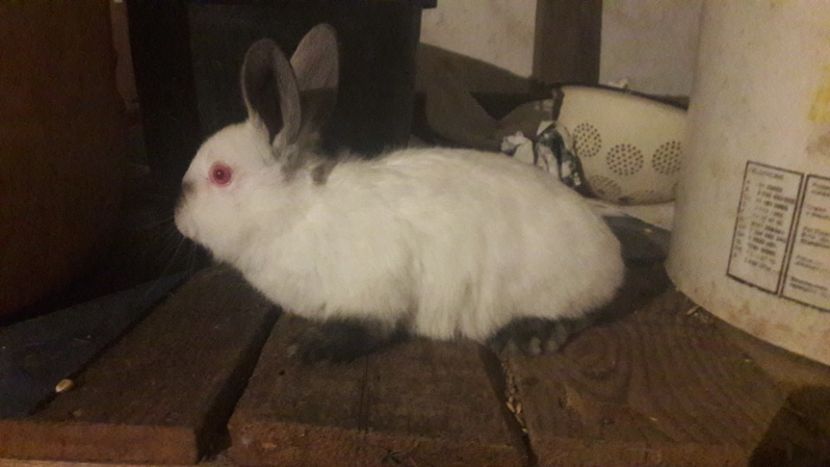  - d californieni 2019