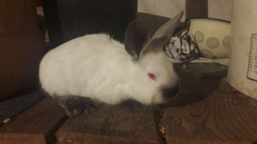  - d californieni 2019