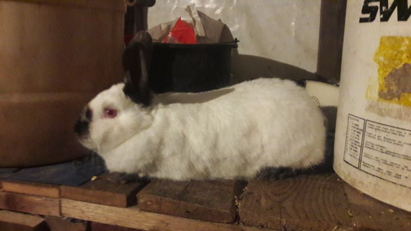  - d californieni 2019