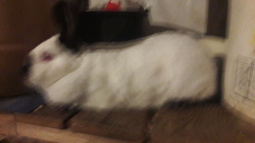  - d californieni 2019