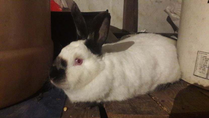  - d californieni 2019