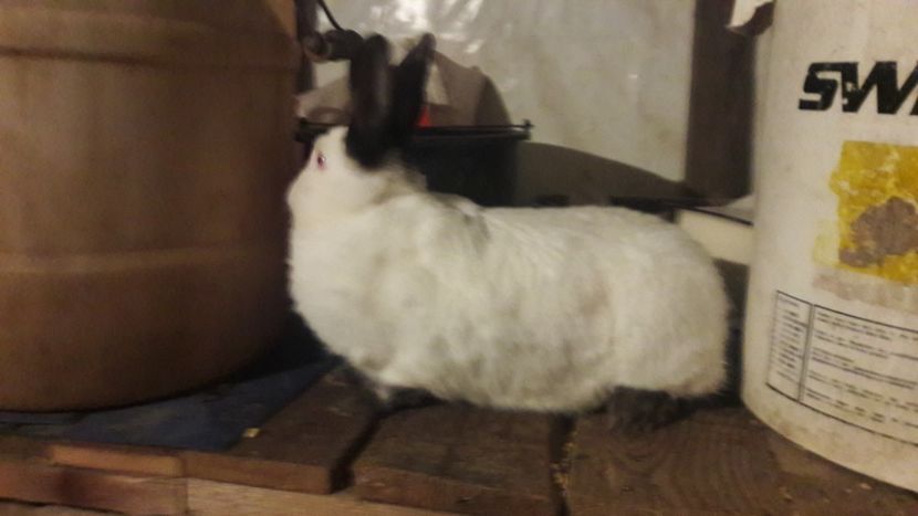  - d californieni 2019