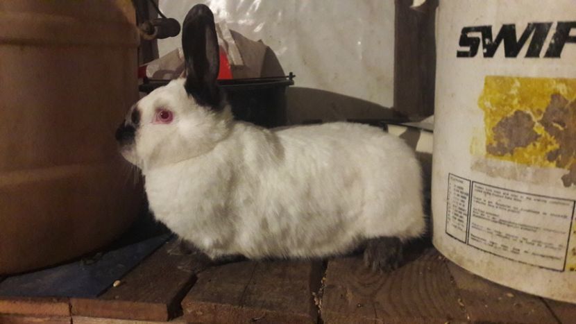  - d californieni 2019