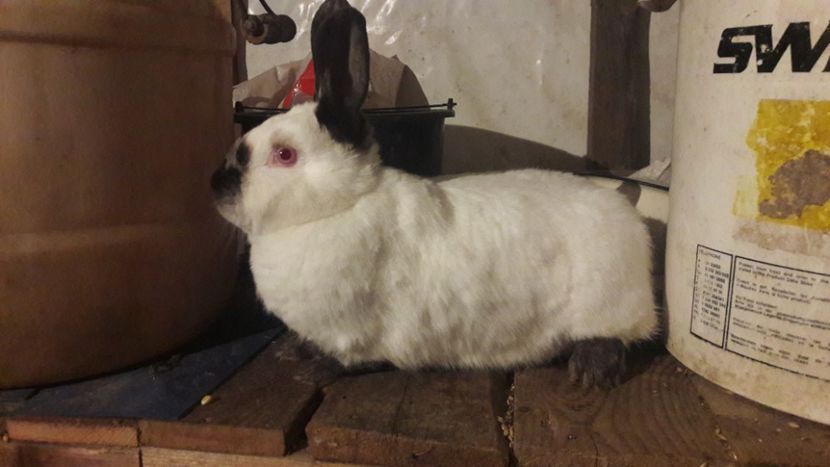  - d californieni 2019