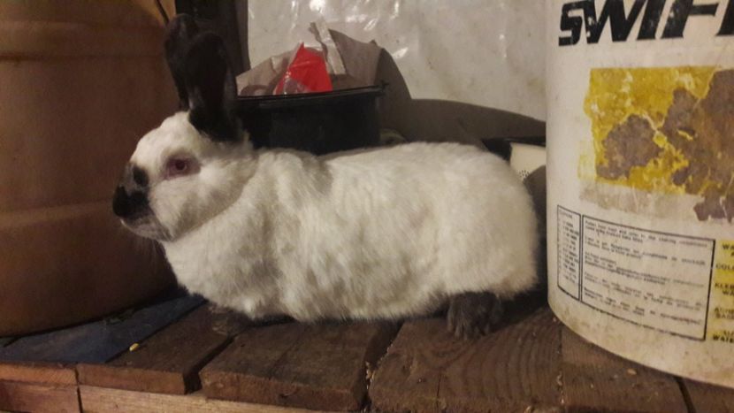  - d californieni 2019