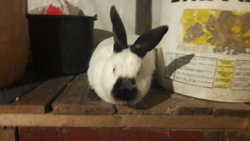  - d californieni 2019