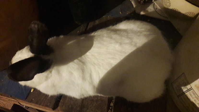  - d californieni 2019