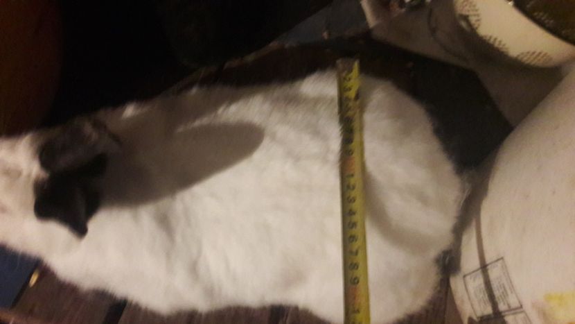  - d californieni 2019