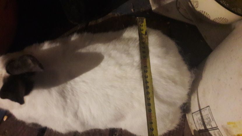  - d californieni 2019