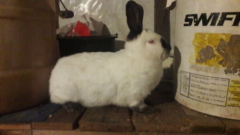  - d californieni 2019