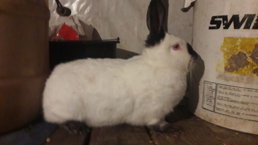  - d californieni 2019