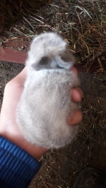  - d californieni 2019