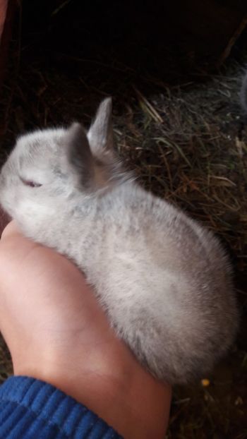  - d californieni 2019