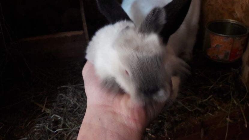  - d californieni 2019