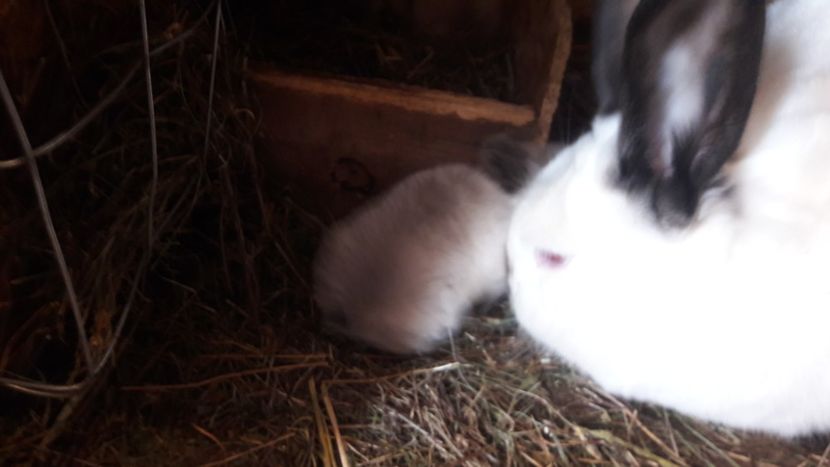  - d californieni 2019