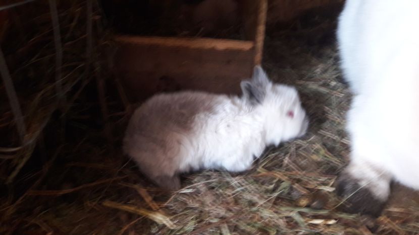  - d californieni 2019