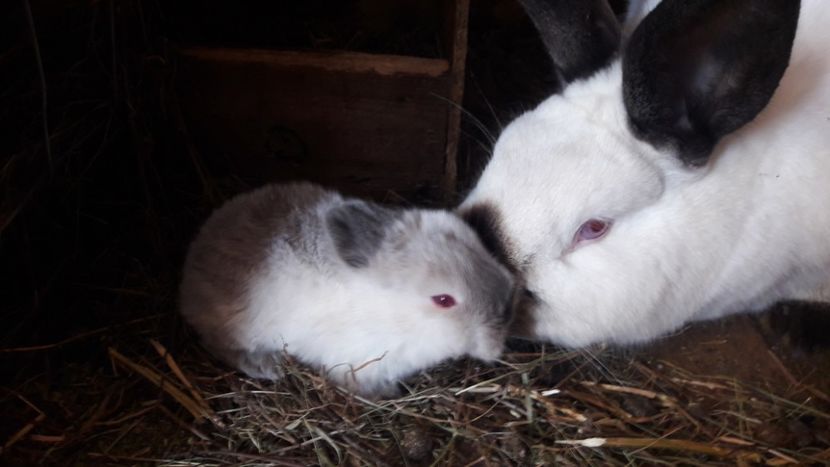  - d californieni 2019