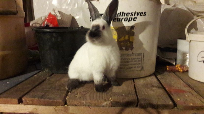  - d californieni 2019